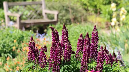 Purple lupines blooming in a summer flower bed with a wooden bench in the background