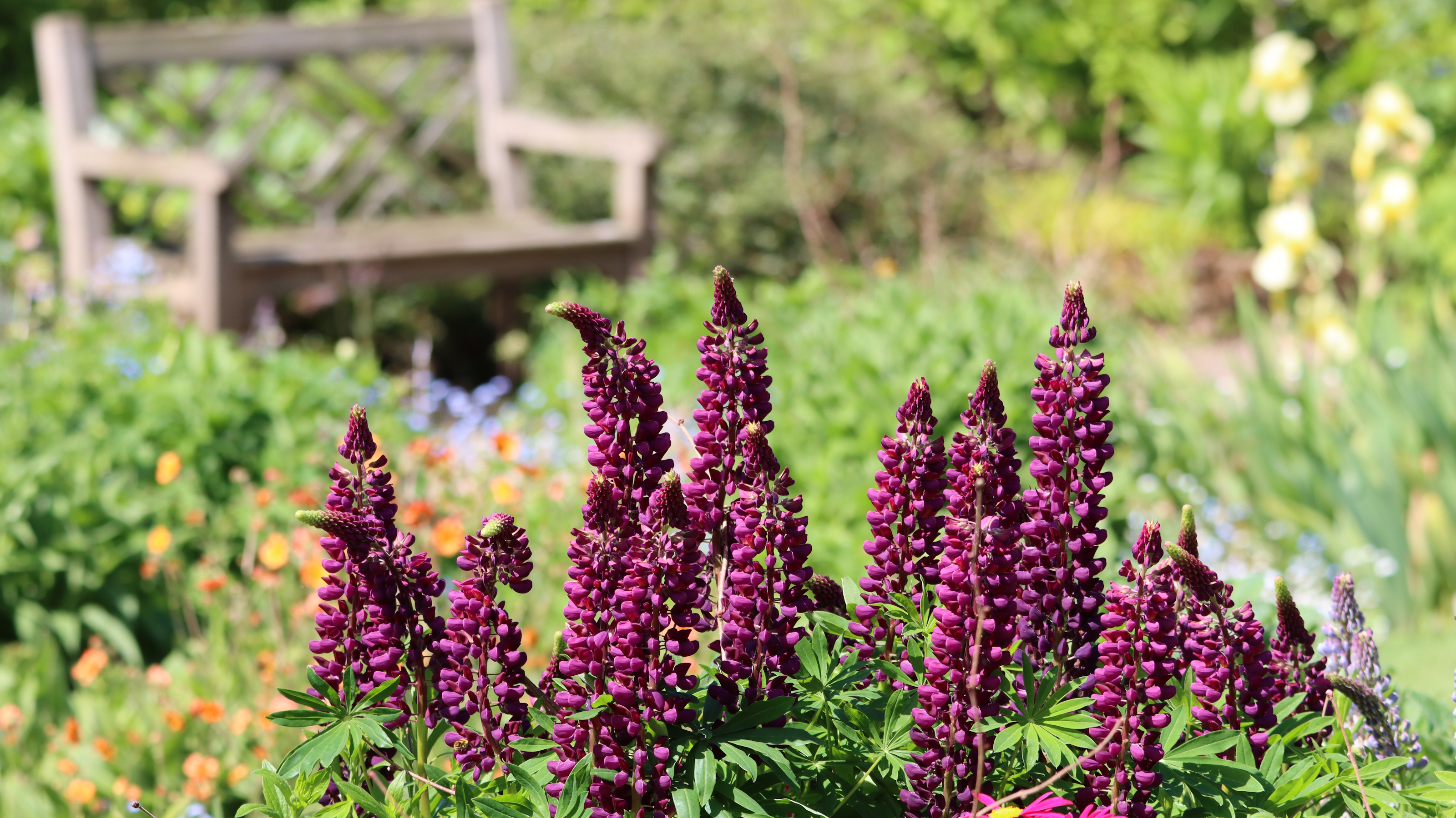 Purple lupines blooming in a summer flower bed with a wooden bench in the background