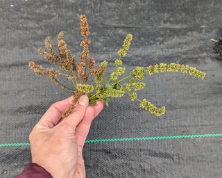 a spearmint cutting with browning seedheads