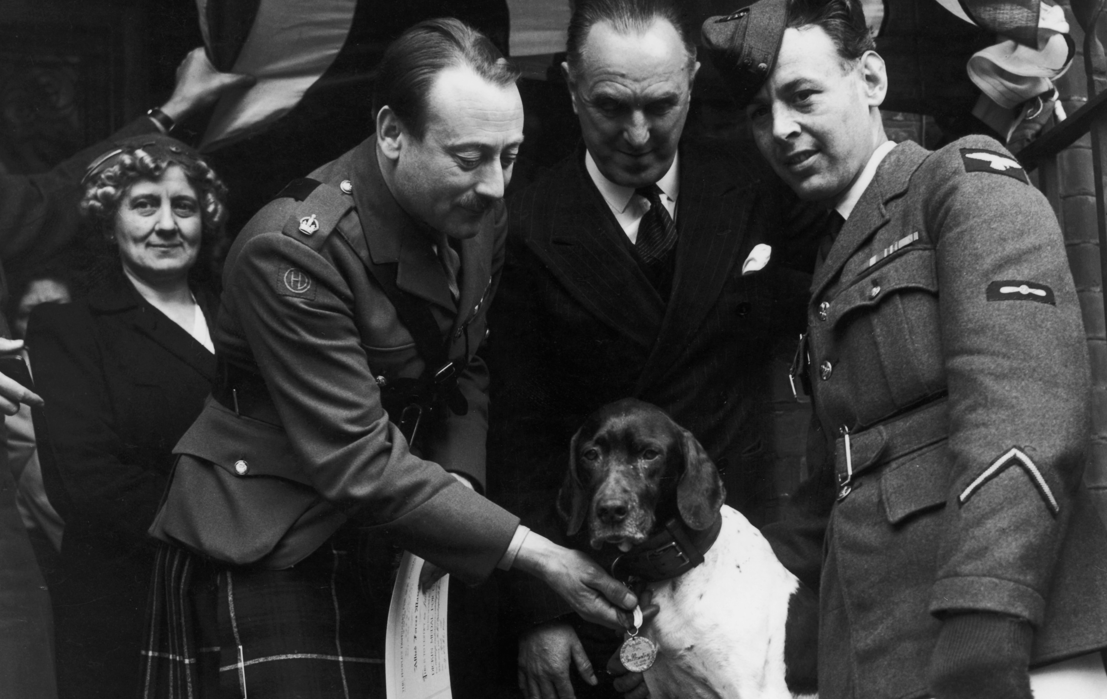 Judy receiving a Dickin Medal, the PDSA's version of a Victoria Cross, from Major the Viscount Tarbat at Cadogan Square in London on May 2, 1946. On the right is Judy's owner, LAC Frank Williams. 