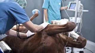 Horse surgery