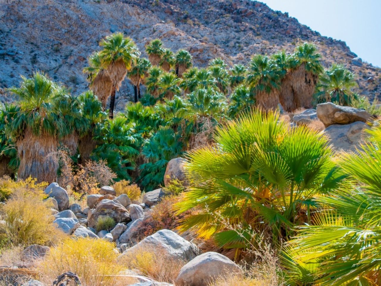 Mexican Fan Palms In The Desert