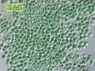 Cyanobacteria