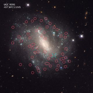 This Hubble Space Telescope image shows Cepheid variable stars (circled in red) and a Type Ia supernova (blue "X") in the galaxy UGC 9391. Astronomers studied these and other "cosmic yardsticks" to calculate how fast the universe is expanding.
