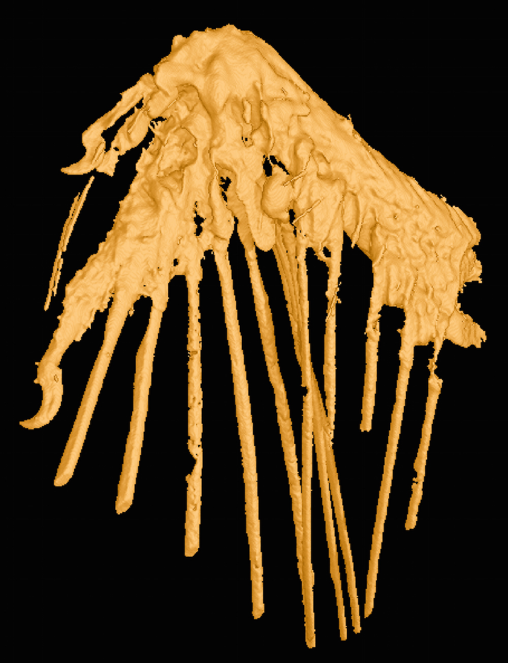 Mummified Bird Wings