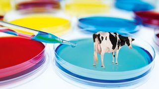 Cow in a petri dish