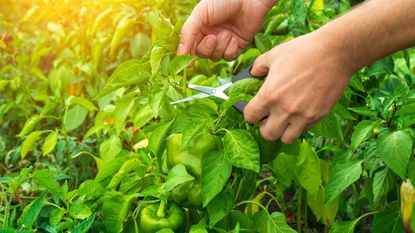 A farmer pruning pepper plants with a pair of scissors