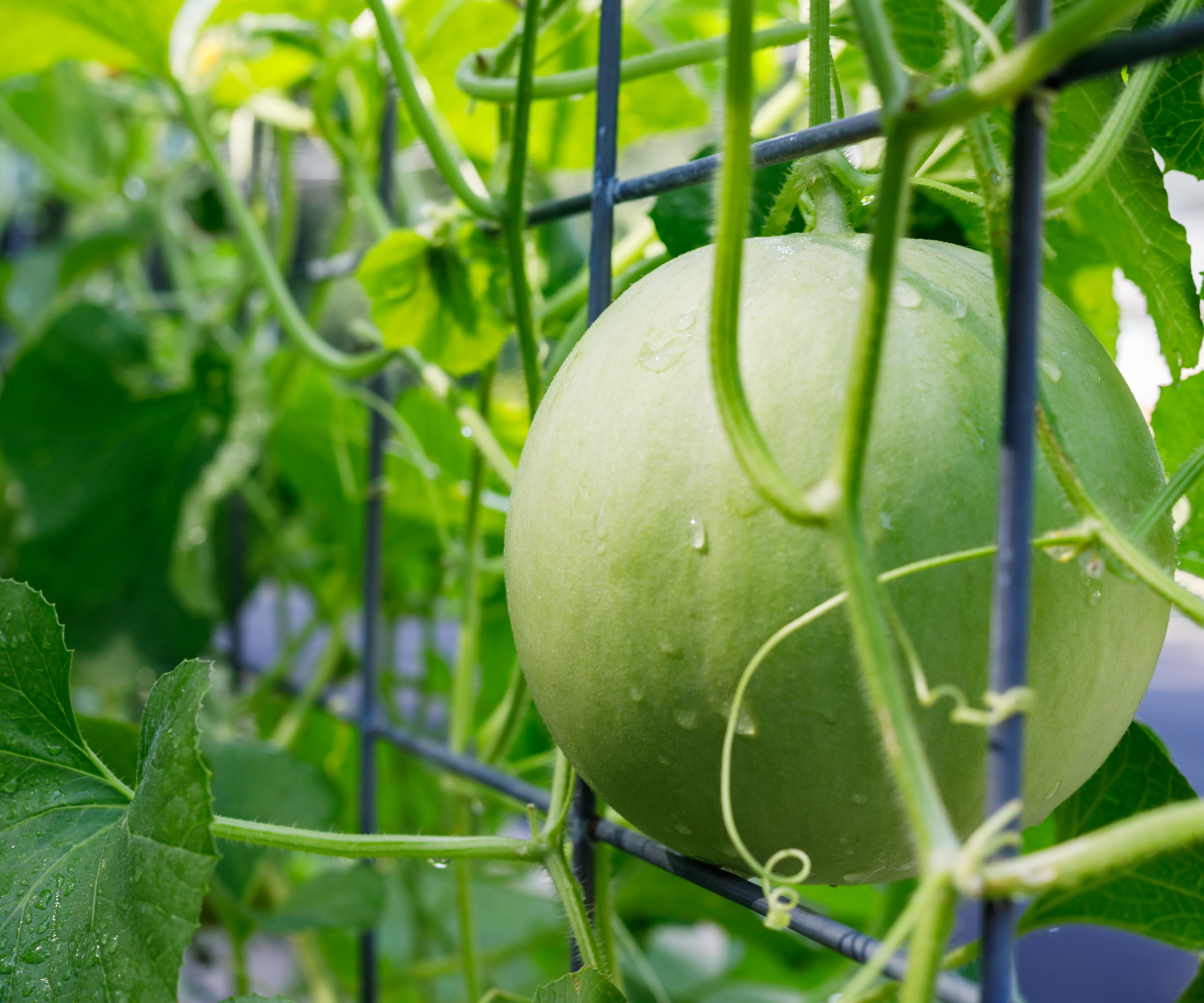 How to grow honeydew melons, indoors or outside