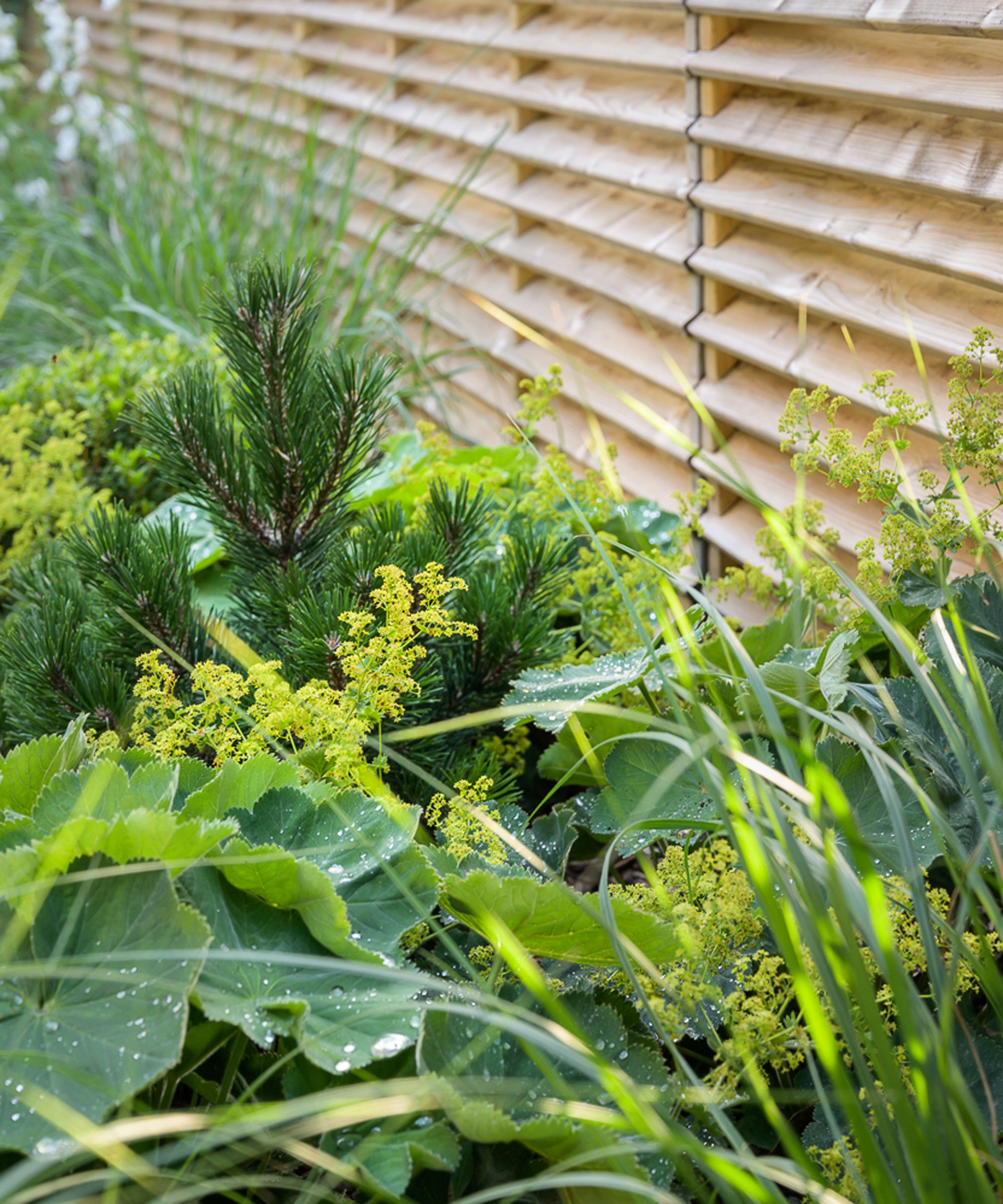 green planting with lime green alchemilla mollis, evergreen pine and ornamental grasses