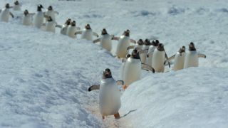 Penguins in Our Planet