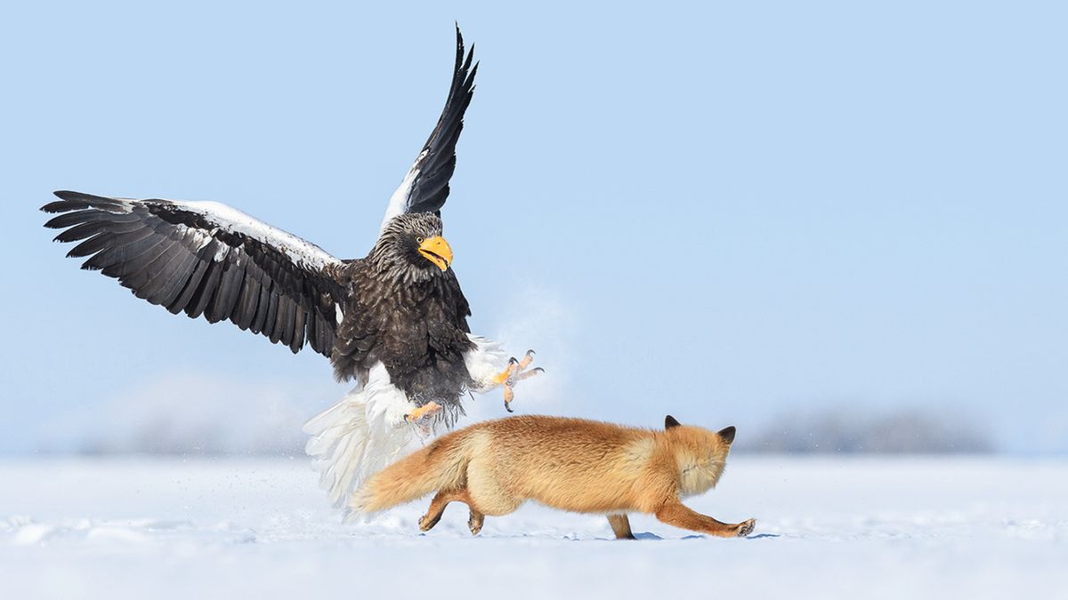 Marsel van Oosten: how death metal helps my wildlife photography ...