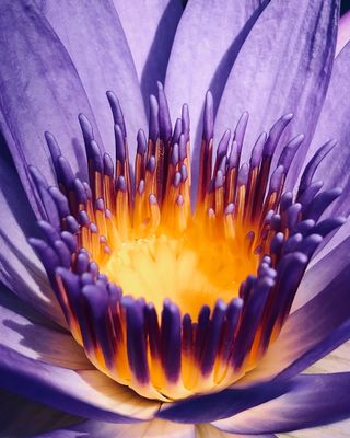 Pondering the Positives photo of purple flower for the iPhone Photography Awards 2021