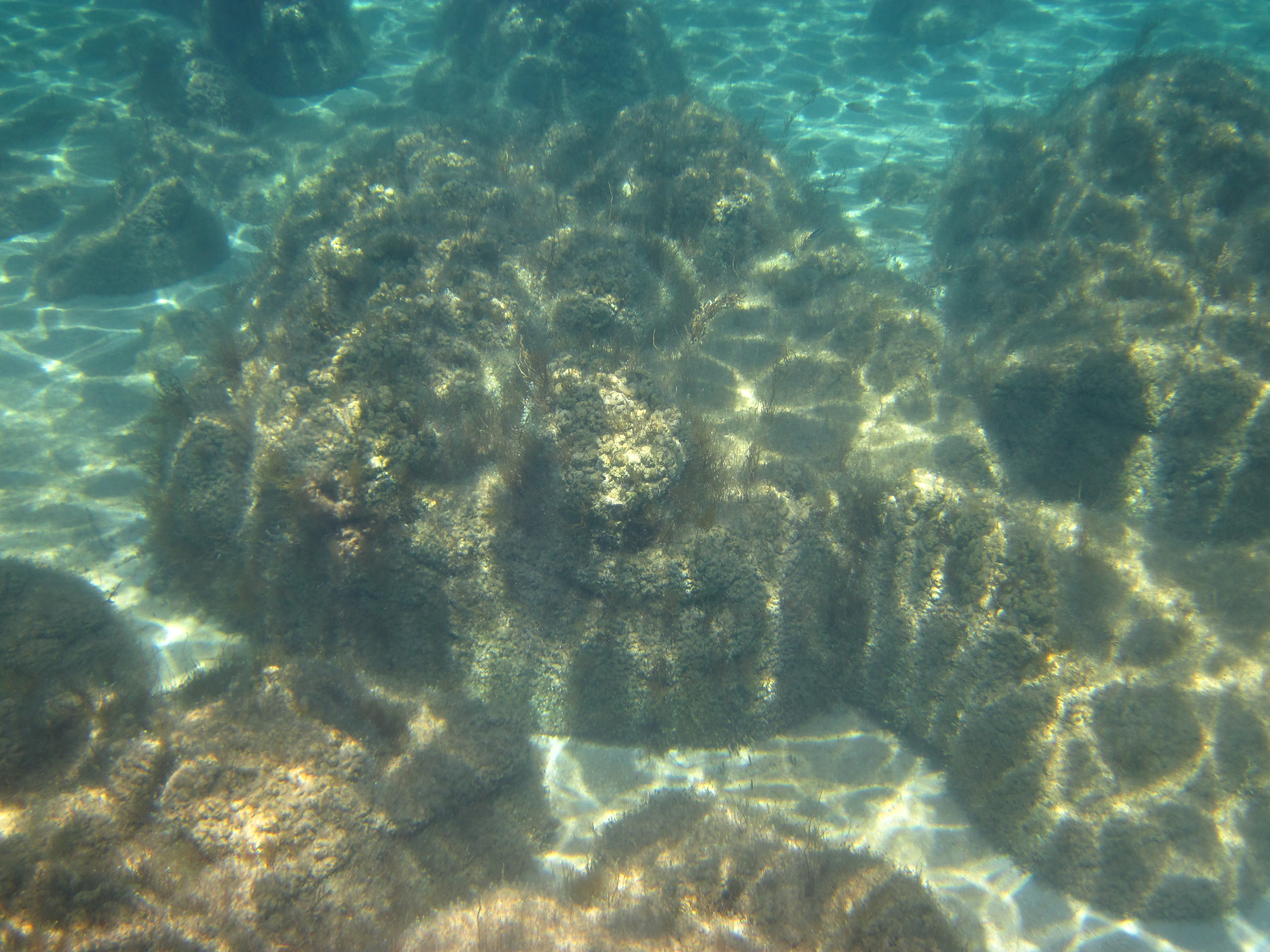 Massive composite stromatolites