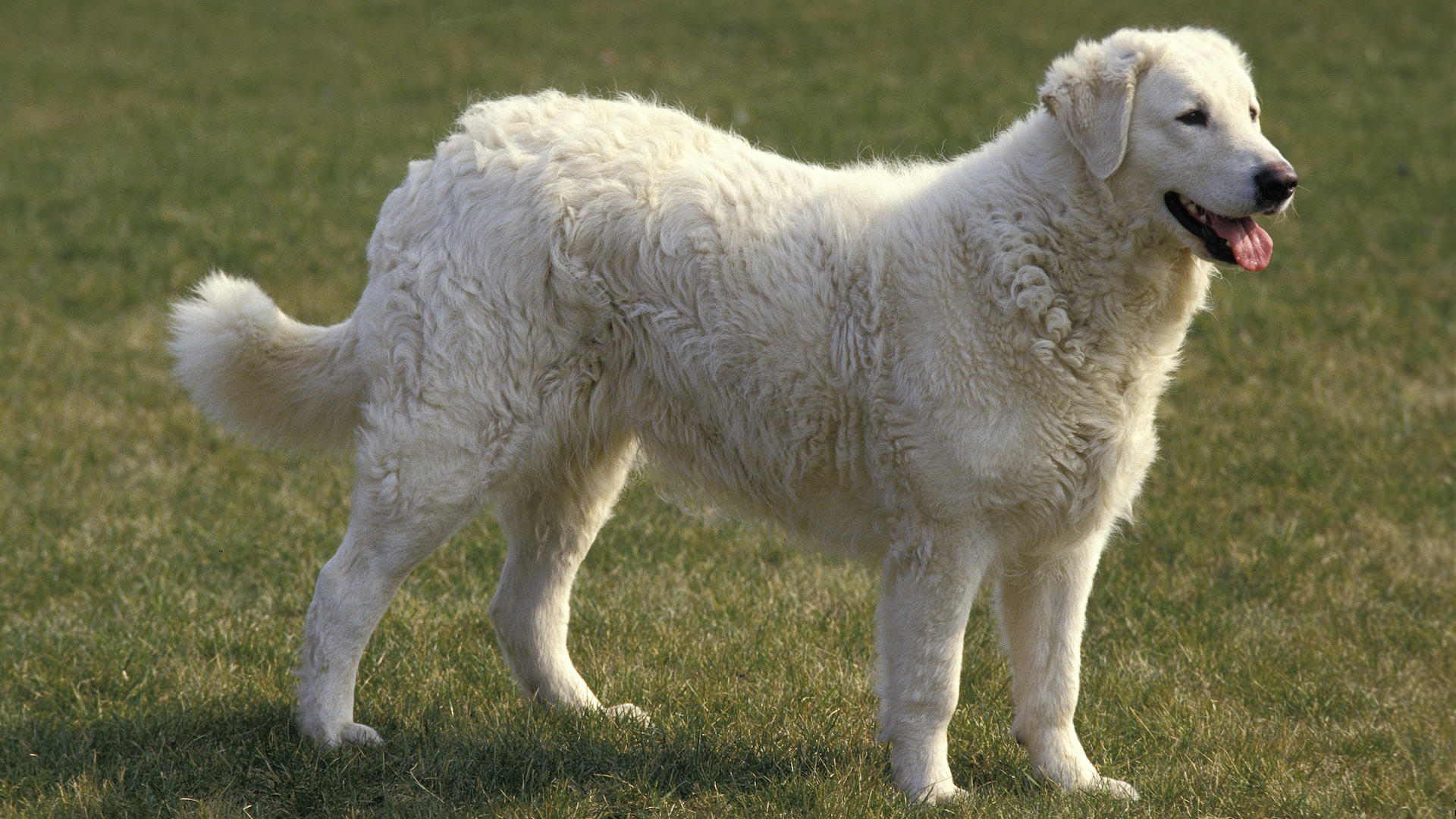 Kuvasz dog standing on grass