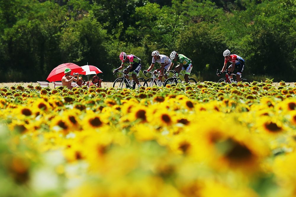 A breakaway group rides through a field of sunflowers.