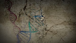 An artist's rendering of a crumbling wall with strands of DNA juxtaposed on top