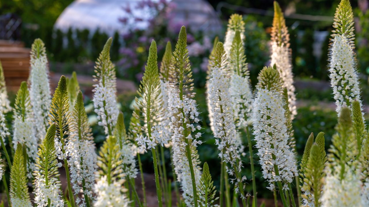 How to grow foxtail lilies