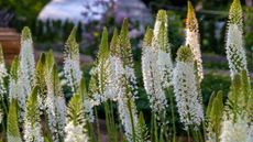 How to grow foxtail lilies