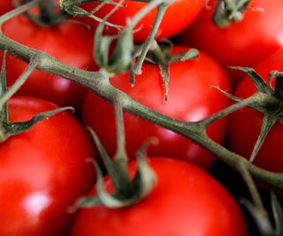 A close-up of fruits off a cherry tomato plant variety