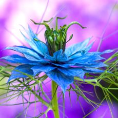 nigella love in a mist showing deep blue flower against purple background