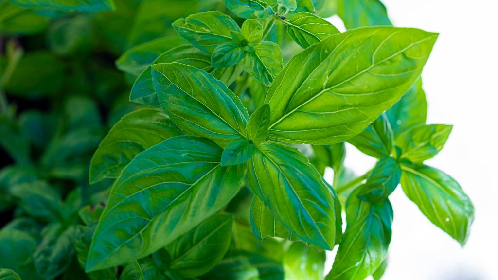 close up of green basil plant 