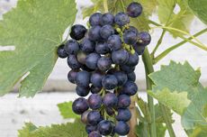 Divico grapes