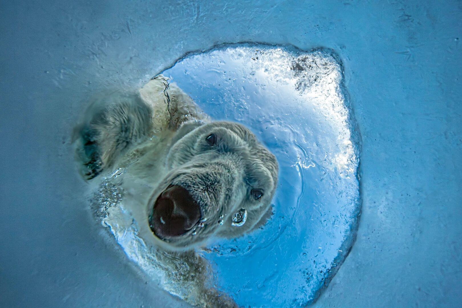 Polar bear pokes head through hole in ice.