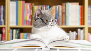 A cute british shorthair cat wears glasses with a book under the legs and looks to the side as if in deep thought.