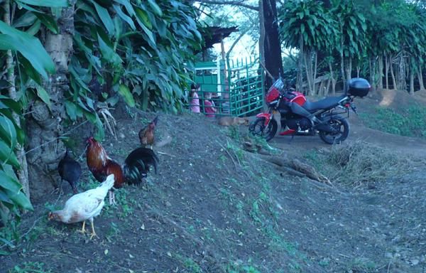 Sometimes there were chickens along the course.