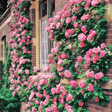 Zephirine Drouhin climbing rose growing up house exterior