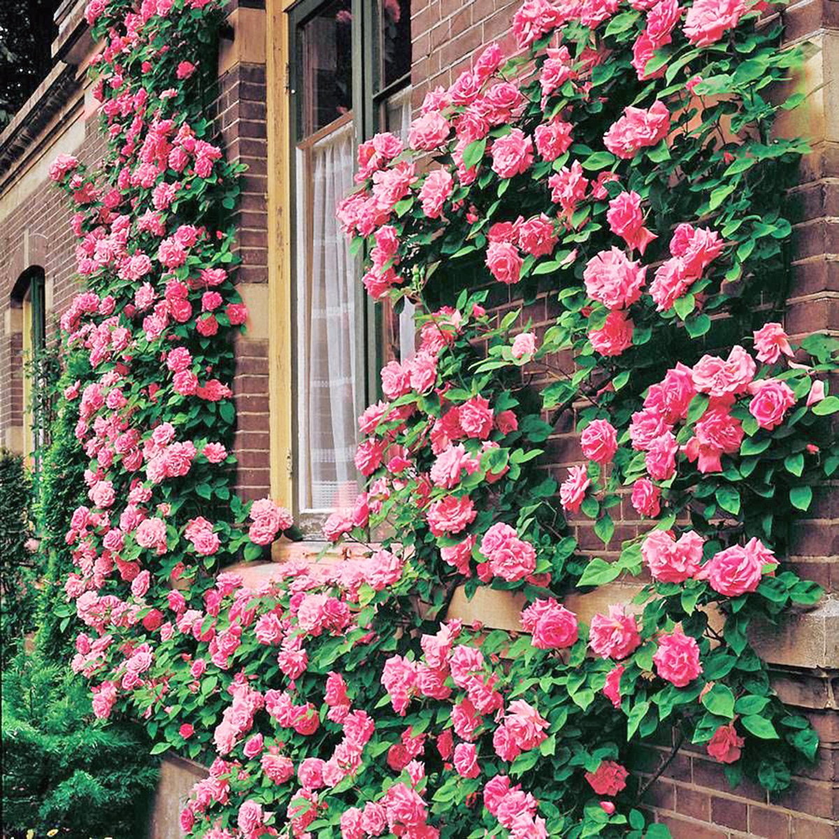 How To Take Care Of Climbing Rose Bushes Expert Care Tips