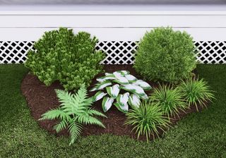 A garden bed of foliage plants