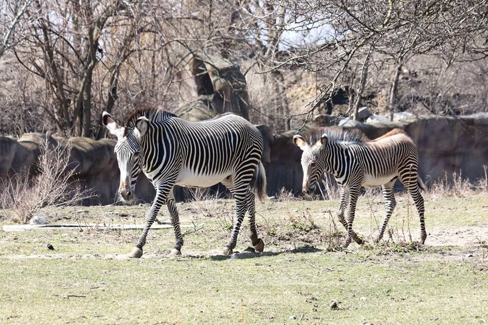 Zebras.