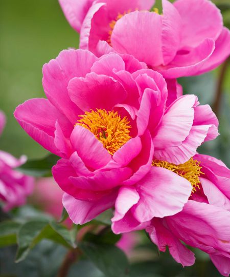 close-up of pink peonies
