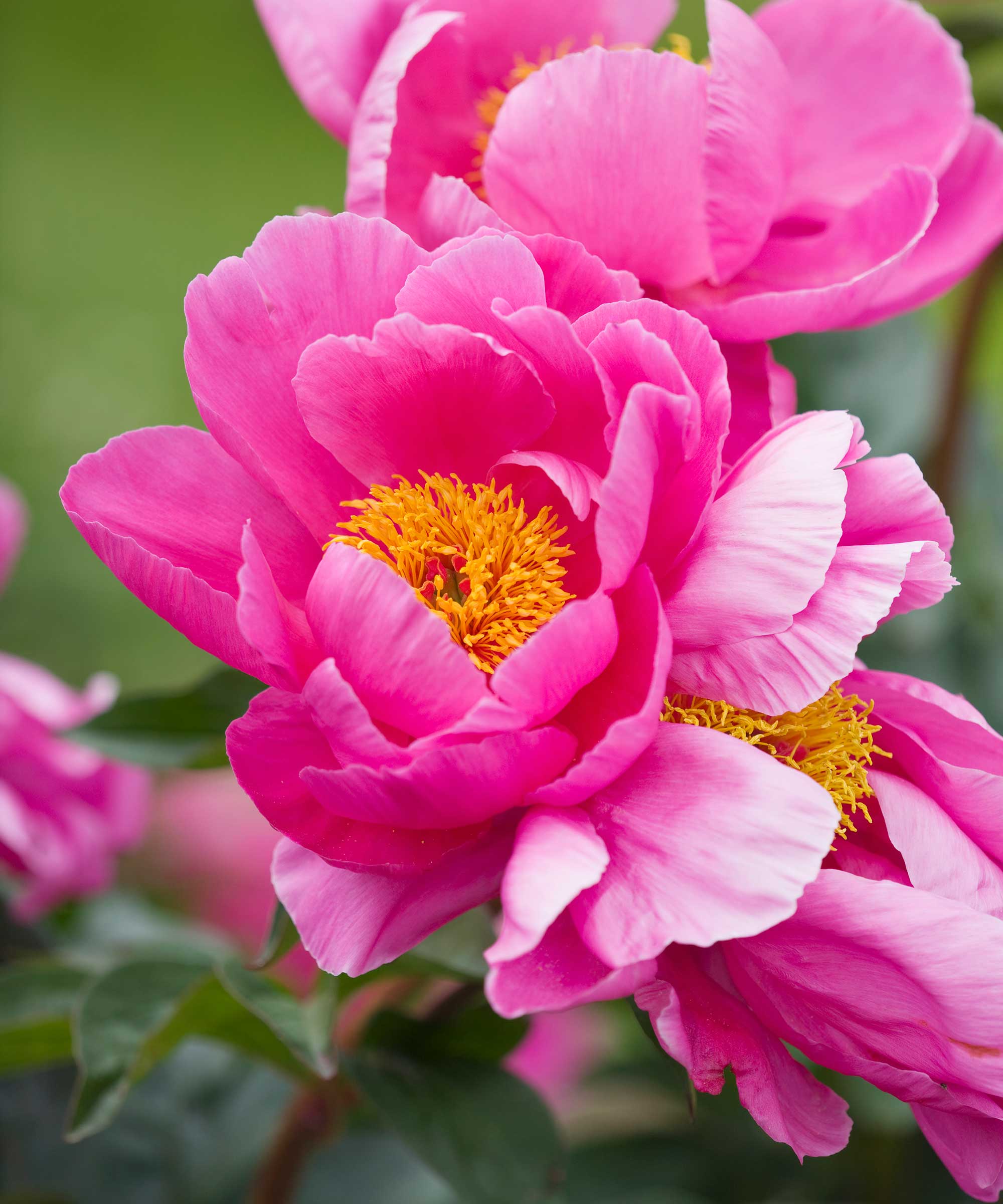close-up of pink peonies