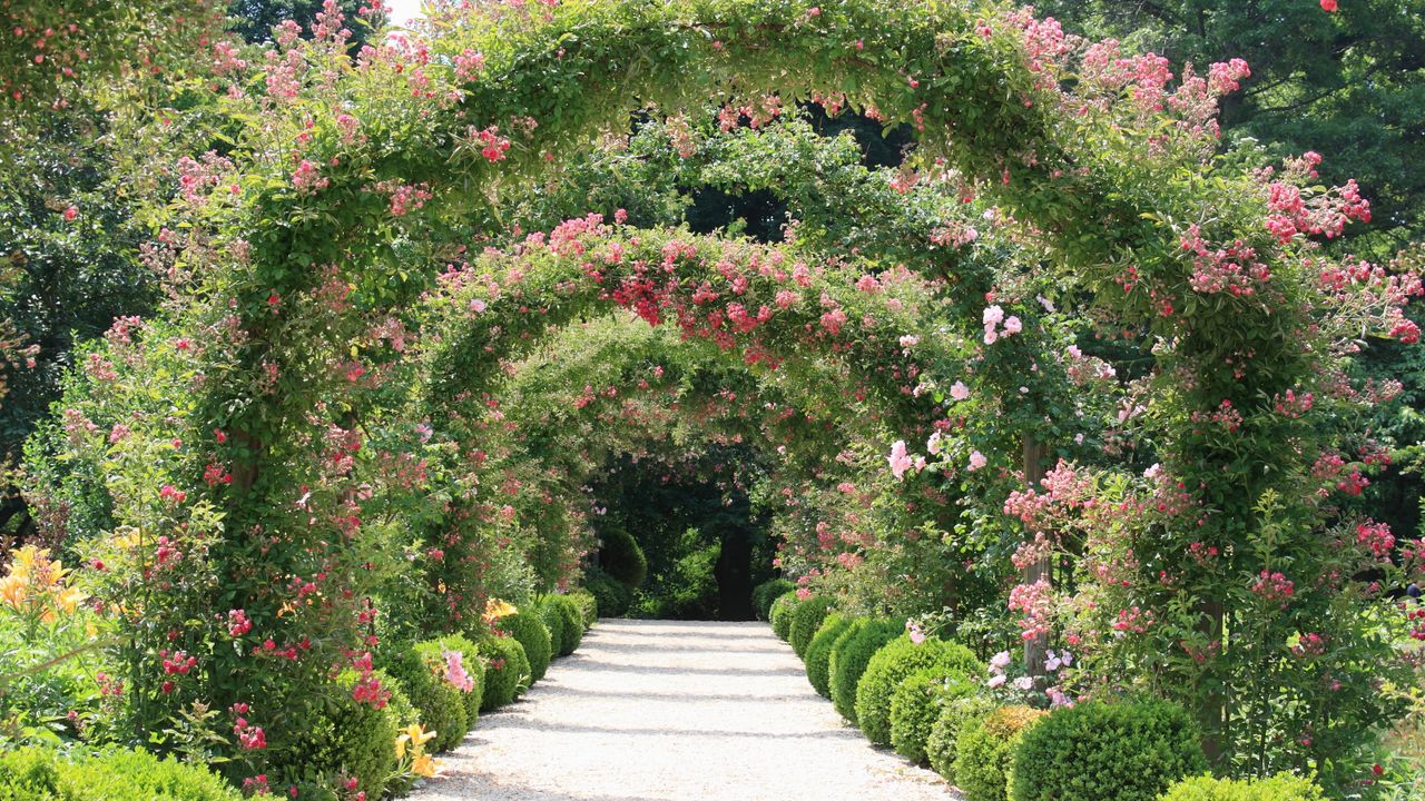 Rosa &#039;America&#039; blossoming with pink roses that are climbing over arches in a formal garden