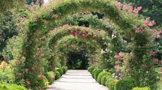 Pink and red climbing roses filling arches in a formal garden