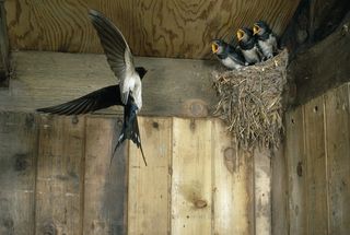 how to identify bird nests