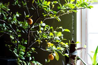 orange tree growing indoors
