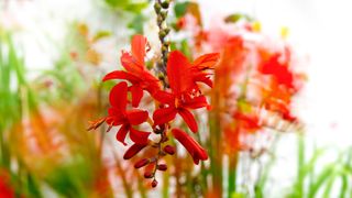 Flower close-up photography