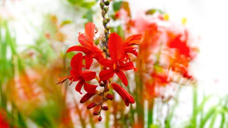 Flower close-up photography