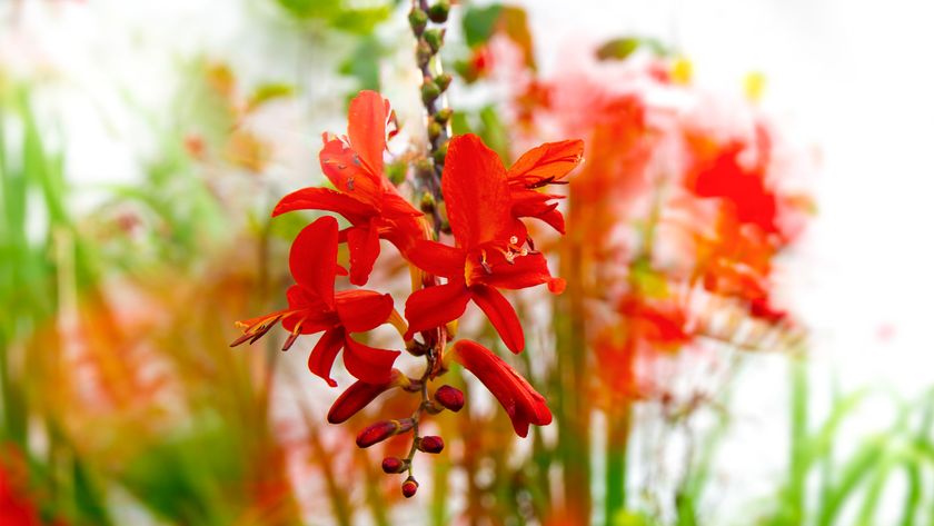 Flower close-up photography