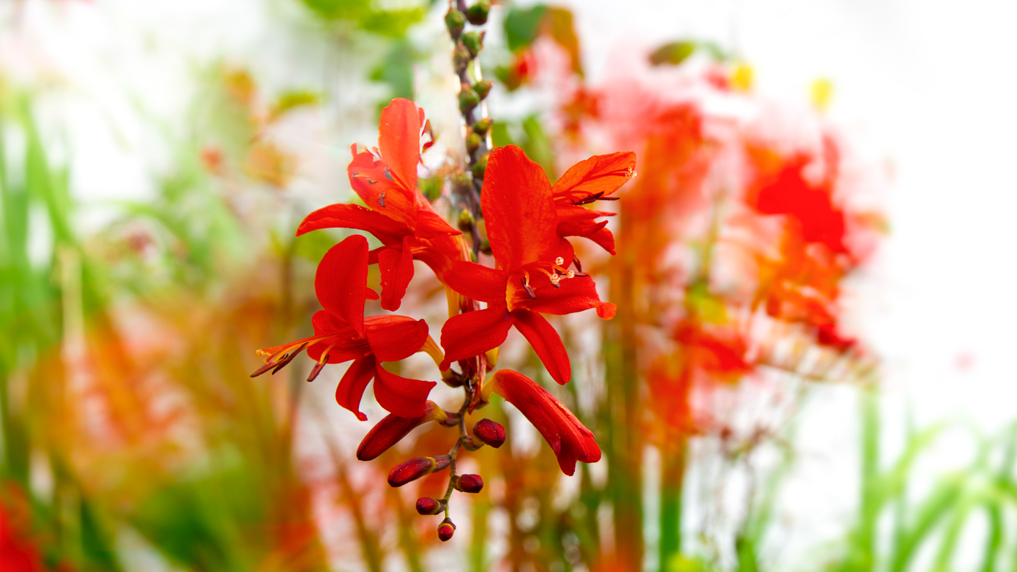 James Paterson shows you how to capture interesting blurred blooms with an unconventional approach...