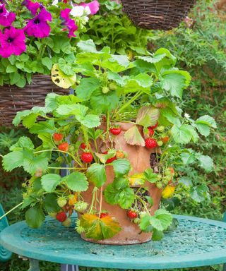 Strawberries growing in planter with holes