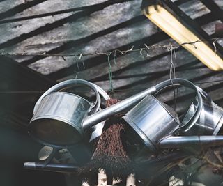 Metal watering cans hanging from a shed ceiling
