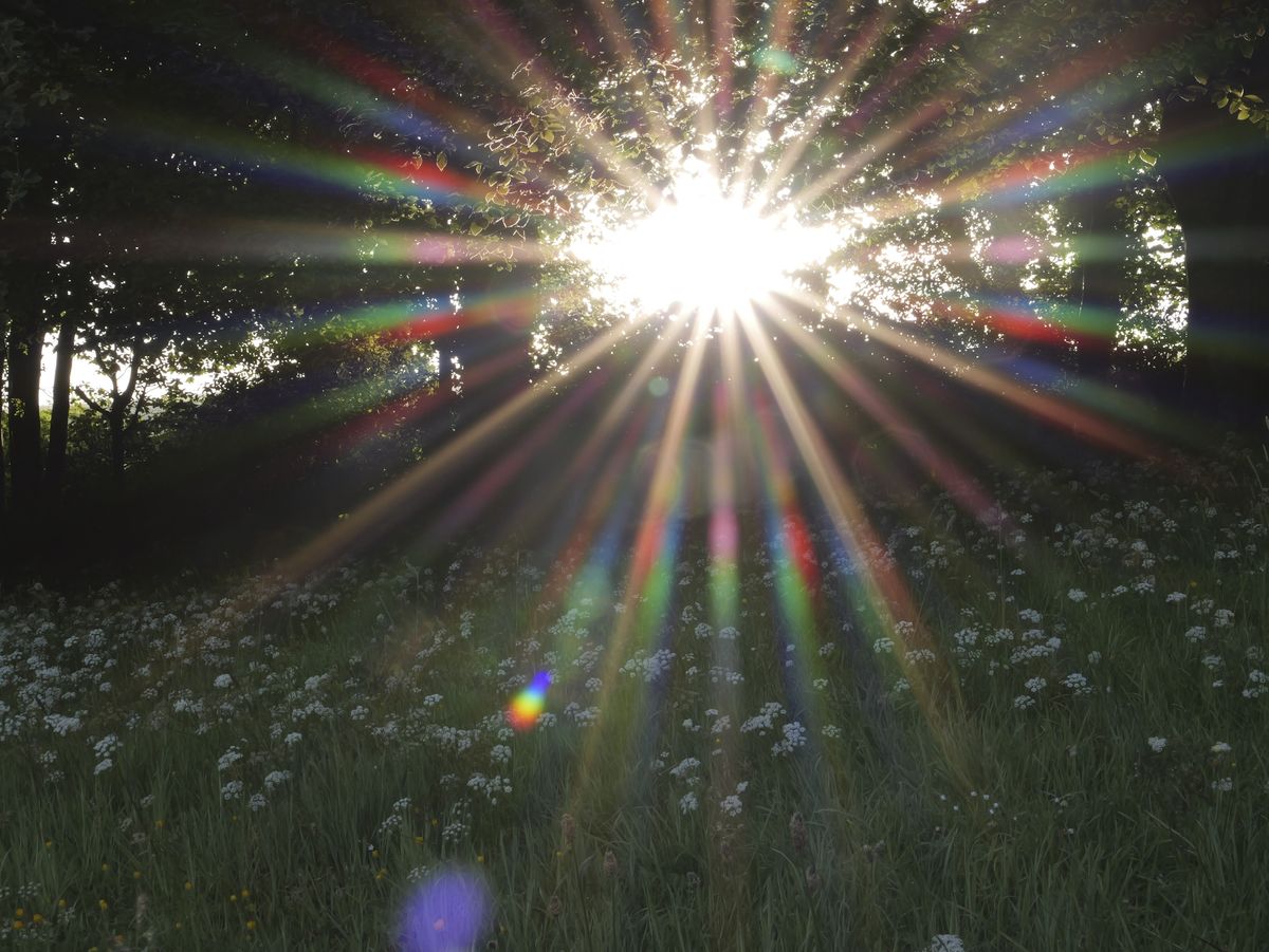 Sample image taken with the Panasonic Lumix L10; a wildflower meadow, with early sunlight bursting through trees - there is lens flare