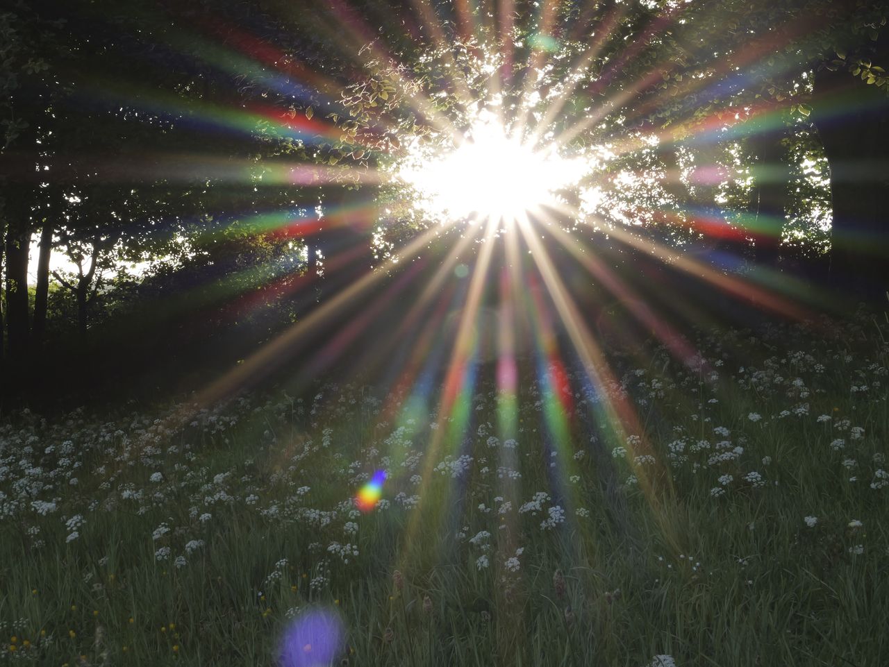Sample image taken with the Panasonic Lumix L10; a wildflower meadow, with early sunlight bursting through trees - there is lens flare