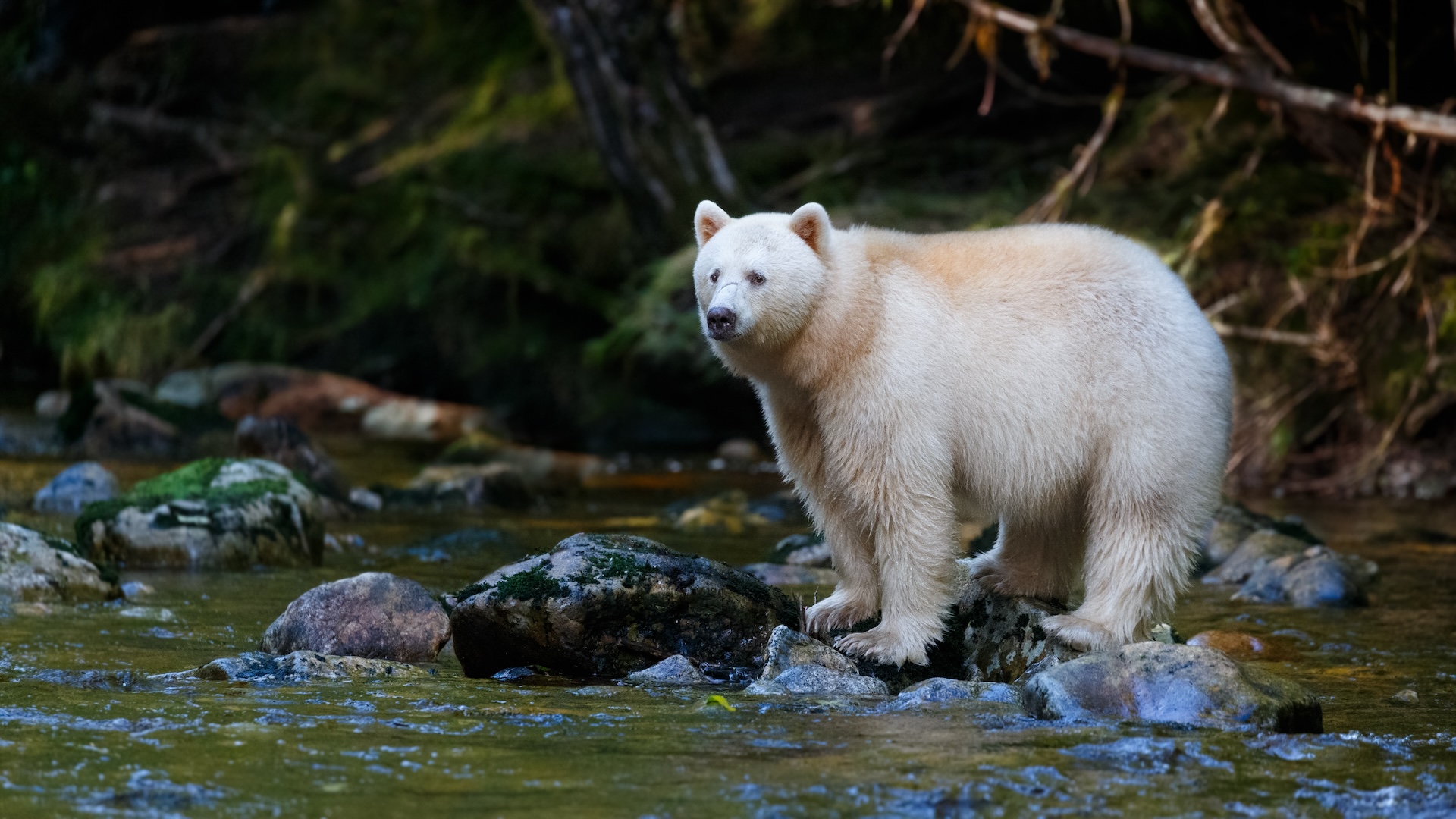 A white bear perches on a rock over a river