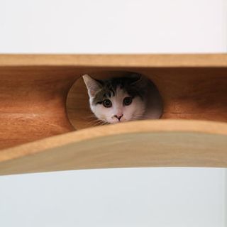 cat in cat hole on wooden desk