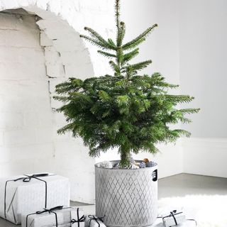 Small christmas tree in grey pot